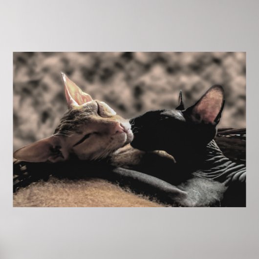 Zwei Sphynx Cats Küssen - Liebe Poster (Vorne)