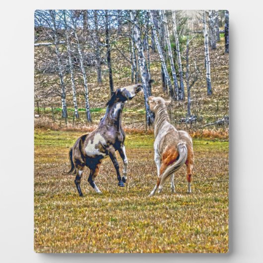 Zwei spielerische Pinto Paint Horses Equine Art De Fotoplatte (Vorderseite)