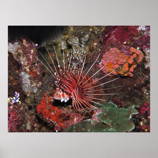 Zwei Spot-Lionfische Poster (Vorne)