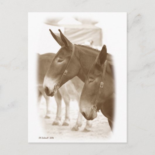 Zwei Standpunkte Postkarte (Vorderseite)