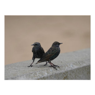 Zwei Starlings Fotodruck