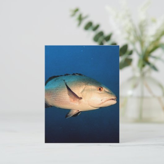 Zwei Stellen-Schnapper Postkarte (Stehend Vorderseite)