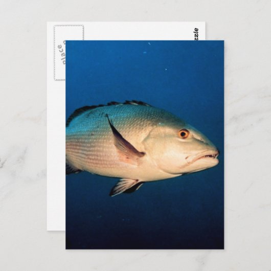 Zwei Stellen-Schnapper Postkarte (Vorne/Hinten)