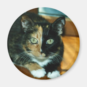Zwei stellten Katze gegenüber Magnet