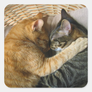 Zwei streichelnde Schlafentabby-Katzen Quadratischer Aufkleber