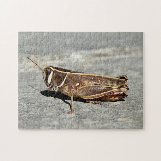 Zwei-Streifen Grasshopper Foto Puzzle mit Geschenk (Horizontal)