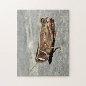 Zwei-Streifen Grasshopper Foto Puzzle mit Geschenk (Vertikal)