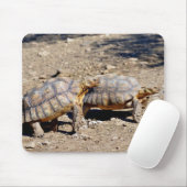 Zwei Sulcata-Schildkröten auf dem Boden Mousepad (Mit Mouse)