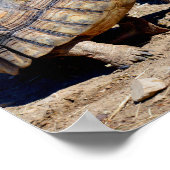Zwei Sulcata-Schildkröten auf dem Boden Poster (Ecke)