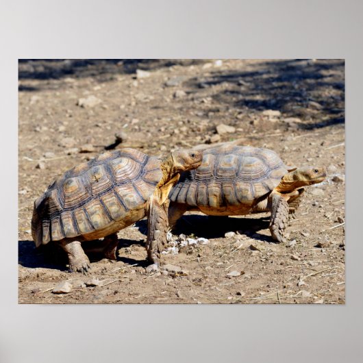 Zwei Sulcata-Schildkröten auf dem Boden Poster (Vorne)
