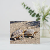 Zwei Sulcata-Schildkröten auf dem Boden Postkarte (Stehend Vorderseite)