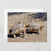 Zwei Sulcata-Schildkröten auf dem Boden Postkarte (Vorne/Hinten)