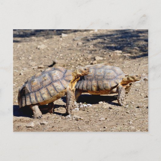 Zwei Sulcata-Schildkröten auf dem Boden Postkarte (Vorderseite)
