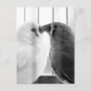 Zwei süße Finken-Vögel im Käfig  Feiertagspostkarte