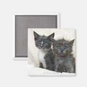 Zwei Tabby-Kätzchen Magnet (Vorderseite/Rückseite)