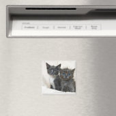 Zwei Tabby-Kätzchen Magnet (In Situ (Geschirrspüler))