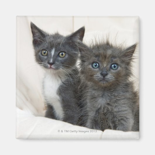 Zwei Tabby-Kätzchen Magnet (Vorne)