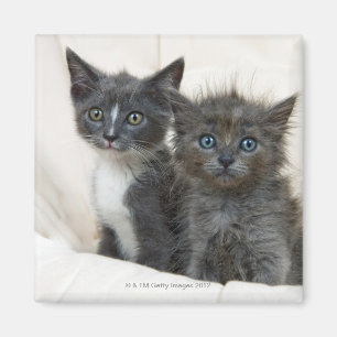Zwei Tabbykätzchen Magnet