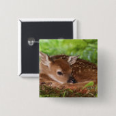 Zwei Tage alter Wildschwanz, Kentucky. Button (Vorne & Hinten)