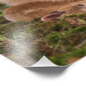 Zwei Tage alter Wildschwanz, Kentucky. Fotodruck (Ecke)