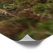 Zwei Tage alter Wildschwanz, Kentucky. Poster (Ecke)