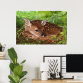 Zwei Tage alter Wildschwanz, Kentucky. Poster (Heimbüro)