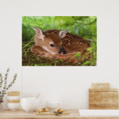 Zwei Tage alter Wildschwanz, Kentucky. Poster (Küche)