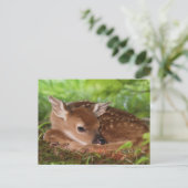 Zwei Tage alter Wildschwanz, Kentucky. Postkarte (Stehend Vorderseite)