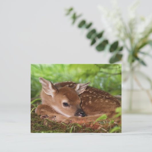 Zwei Tage alter Wildschwanz, Kentucky. Postkarte (Stehend Vorderseite)