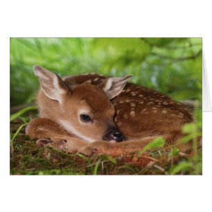 Zwei Tage altes Weißwedelhirsch-Baby, Kentucky.