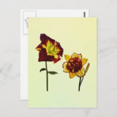 Zwei Taglilien mit Chat Postkarte (Vorne/Hinten)