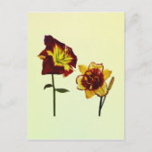 Zwei Taglilien mit Chat Postkarte (Vorderseite)