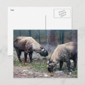 zwei Takte Postkarte (Vorne/Hinten)