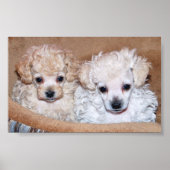 Zwei Tan Toy Poodle Welpen Poster (Vorne)