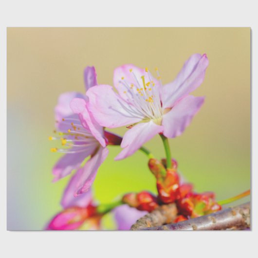 Zwei tapfere Sakura-Blume und farbenfroher Hinterg Geschenkpapier (Flach)