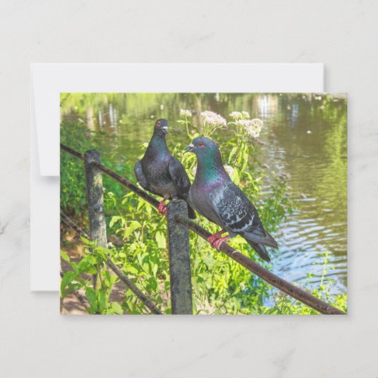 Zwei Tauben. Roath Park Lake, Cardiff, Wales (Vorderseite)