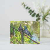 Zwei Tauben. Roath Park Lake, Cardiff, Wales (Stehend Vorderseite)