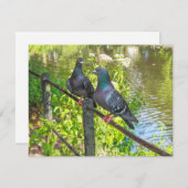 Zwei Tauben. Roath Park Lake, Cardiff, Wales (Vorne/Hinten)