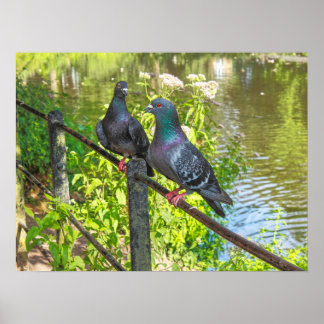 Zwei Tauben. Roath Park Lake, Cardiff, Wales Poster