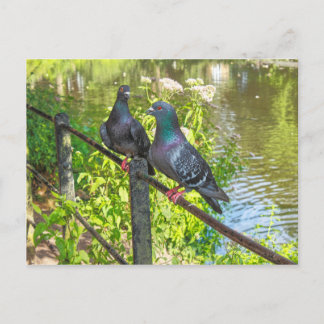 Zwei Tauben. Roath Park Lake, Cardiff, Wales Postkarte