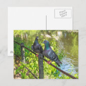 Zwei Tauben. Roath Park Lake, Cardiff, Wales Postkarte (Vorne/Hinten)