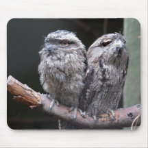 Zwei Tawny Frogmouth Birds