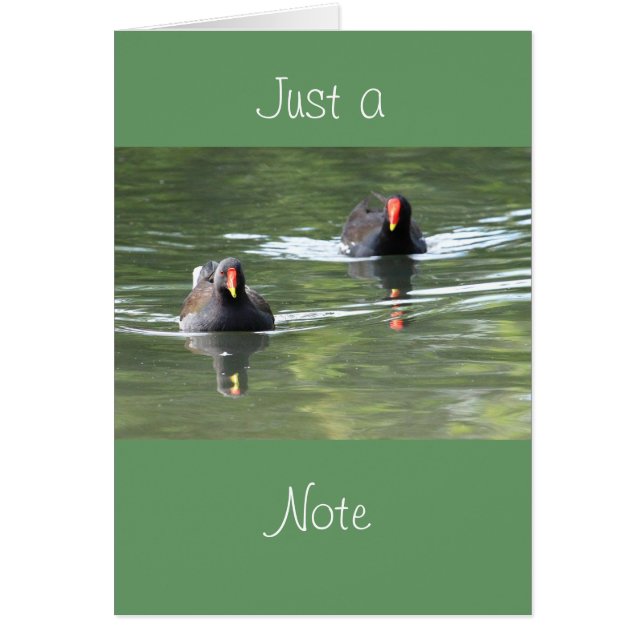 Zwei Teichhühner (Vorne)