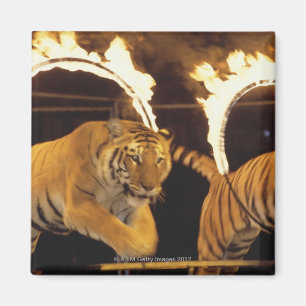 Zwei Tiger, die durch brennende Ringe des Feuers Magnet