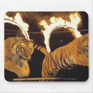 Zwei Tiger, die durch brennende Ringe des Feuers Mousepad