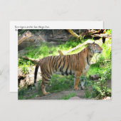 Zwei Tiger im Zoo von San Diego Postkarte (Vorne/Hinten)