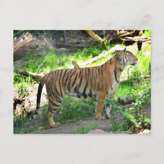 Zwei Tiger im Zoo von San Diego Postkarte