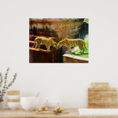 Zwei Tiger Poster (Küche)