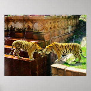 Zwei Tiger Poster