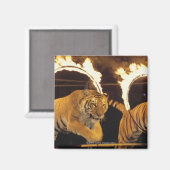Zwei Tiger springen durch Flammenringe Magnet (Vorderseite/Rückseite)